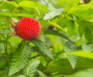 thimbleberry fruiting on shrub