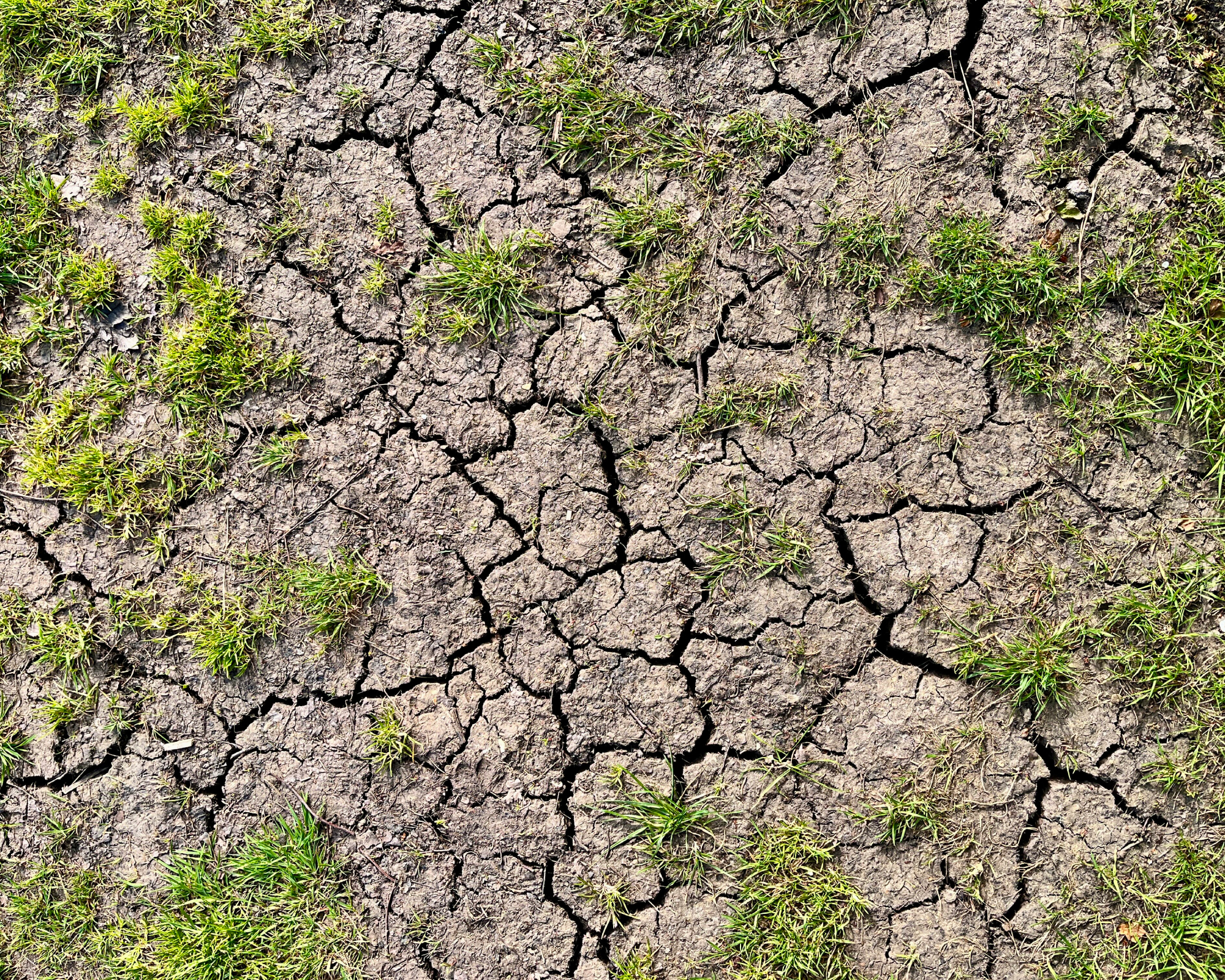 dry cracked soil with patches of grass