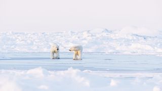 Polar bears feature in this icy series.