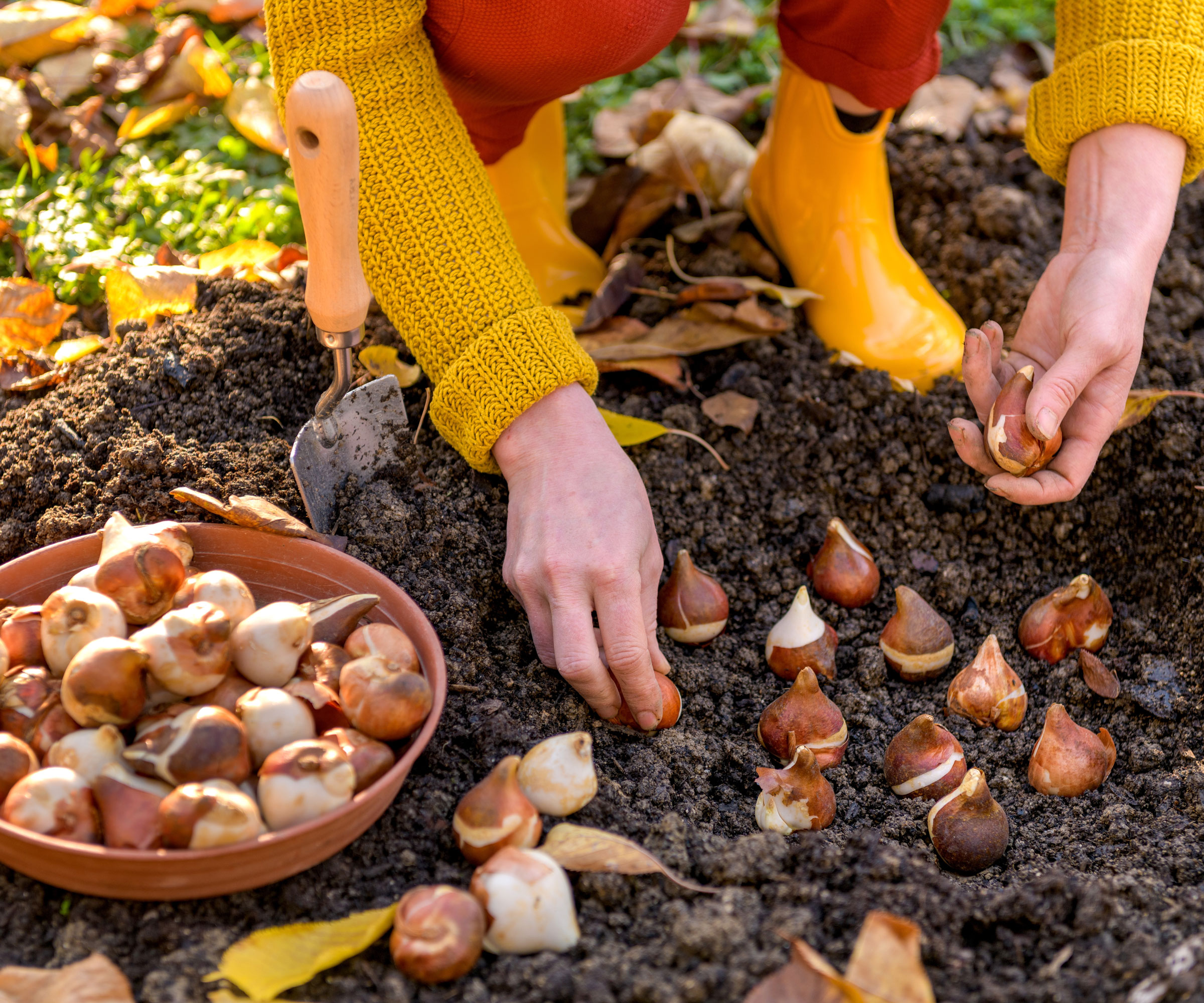 woman planting bulbs in garden on warm fall day