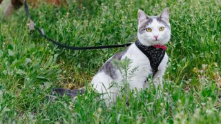 Cat wearing a harness