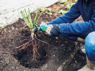 planting a bare root rose