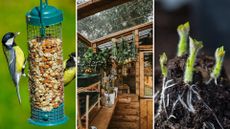 composite of Great tit birds eating, wooden greenhouse and chitted potatoes