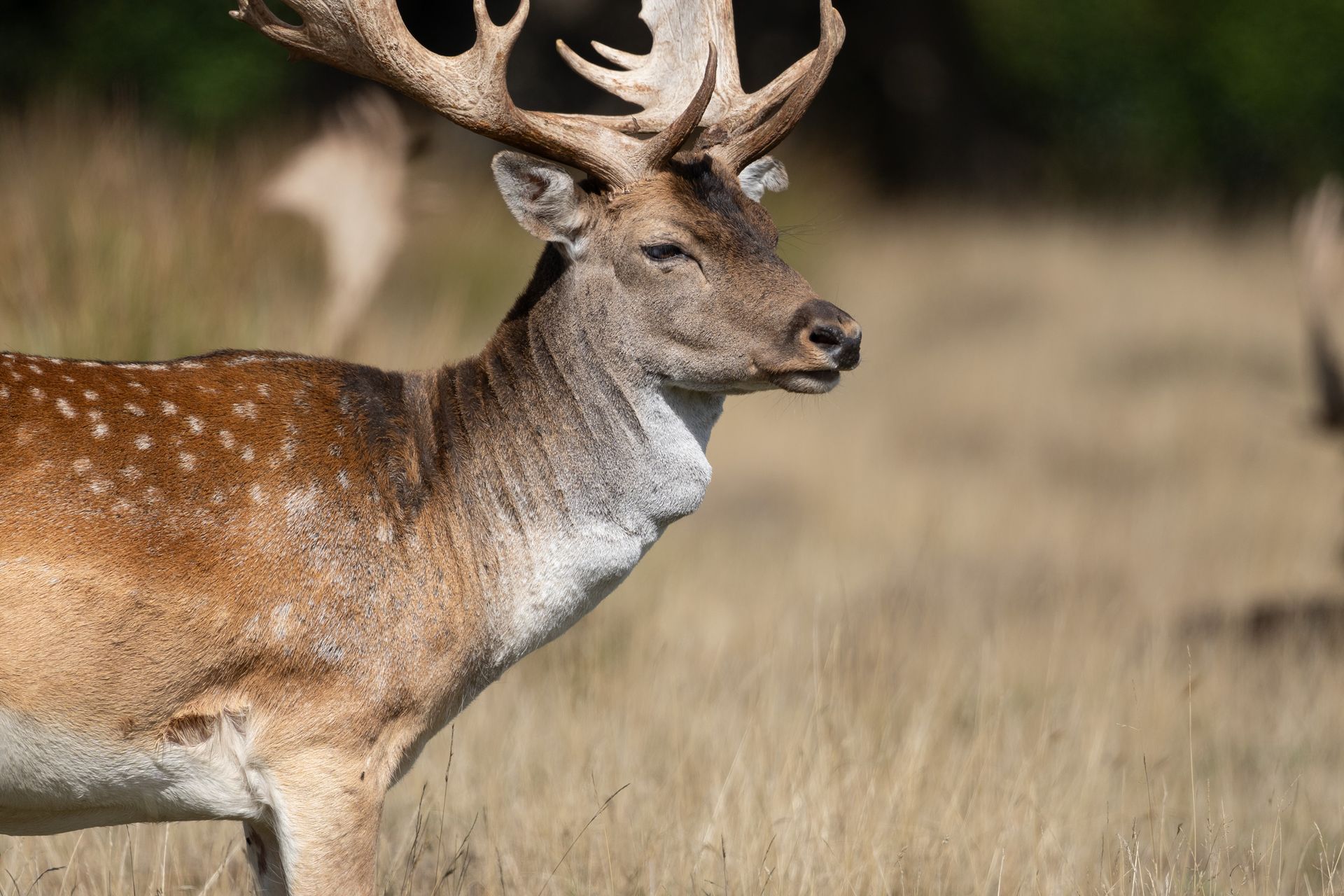 Telephoto image of a deer in a deer park
