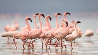 Pink flamingos in the sea