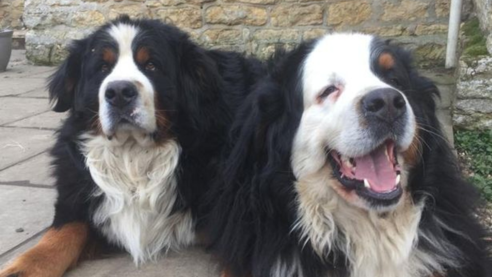 can bernese mountain dogs have heat stroke