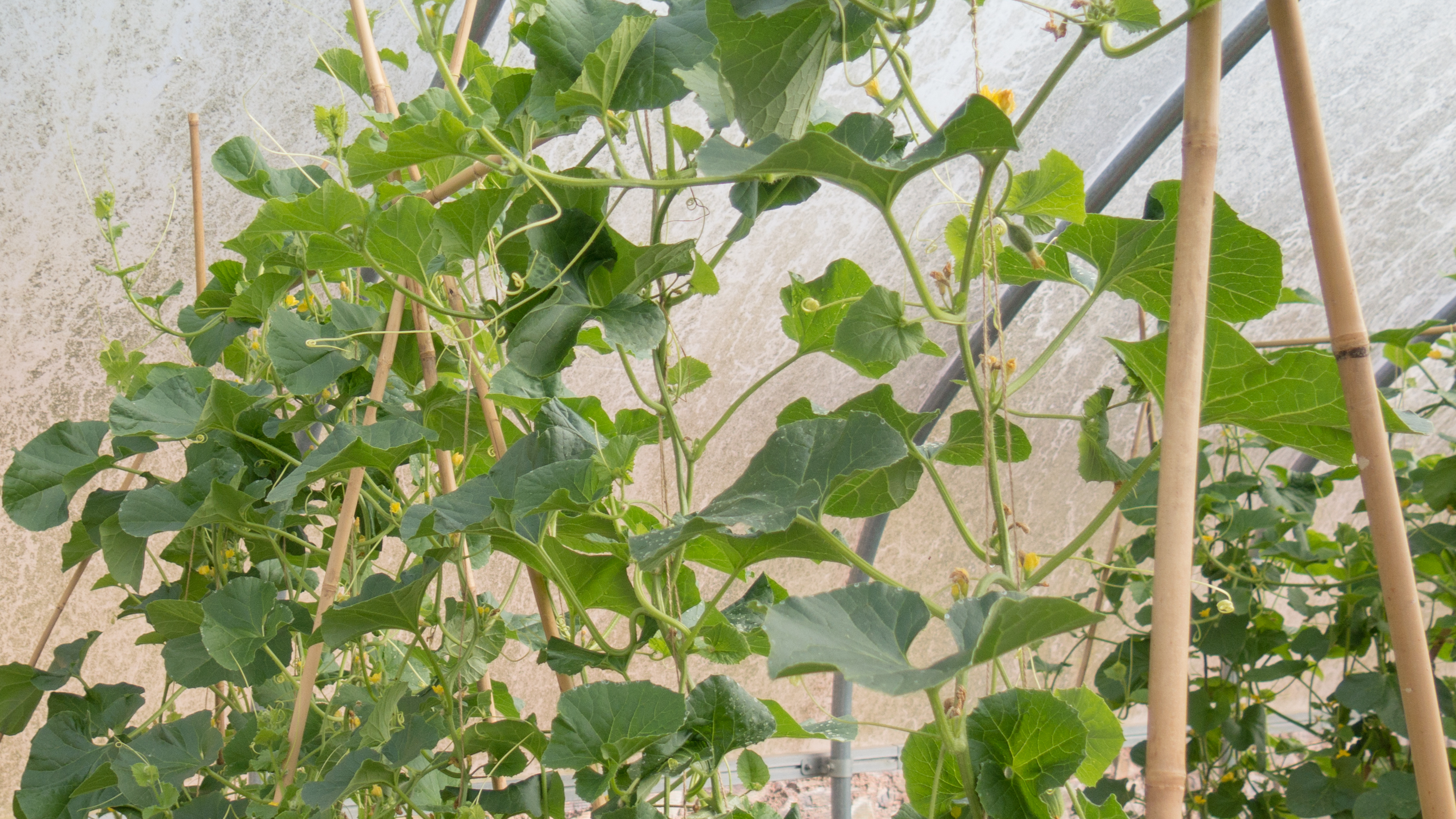 Plant supported by canes