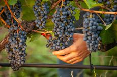 A hand holds a bunch of Malbec grapes in a vineyard