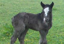 stolen_foal.JPG