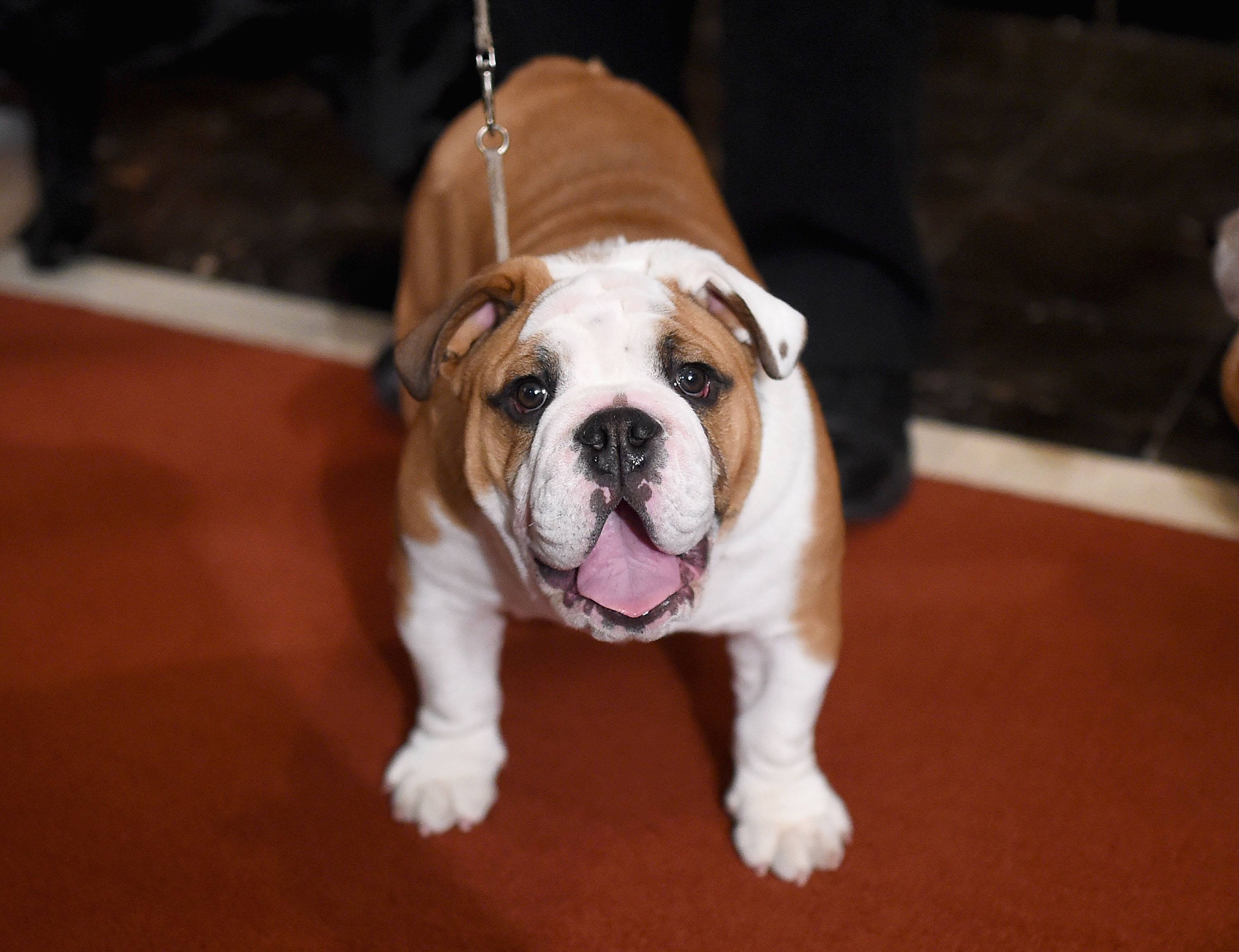 A brown-and-white English bulldog standing on a red carpet at the American Kennel Club in New York in 2016.