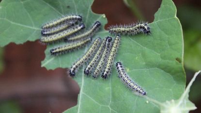 Several caterpillars on a chewed up leaf