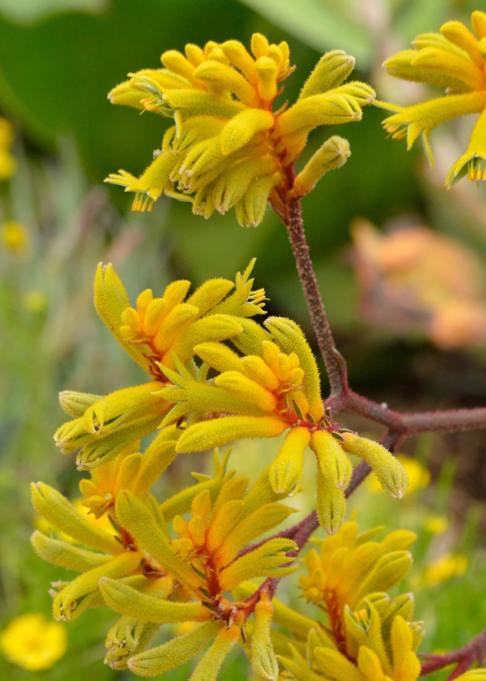 A yellow kangaroo paw flower