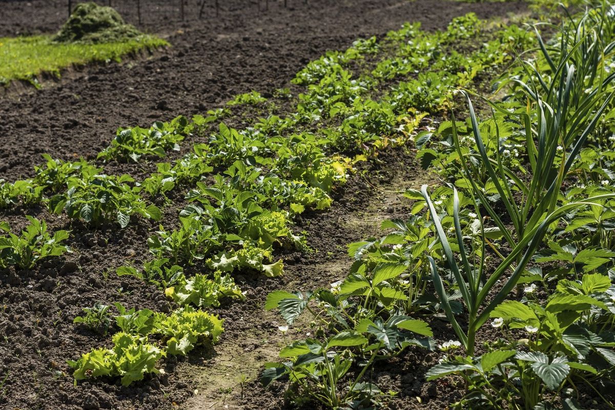 Strawberry Companion Plants