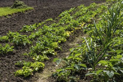 Rows Of Strawberry Plants In The Garden