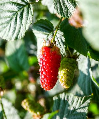 Ripe red loganberries growing on a plant in summer