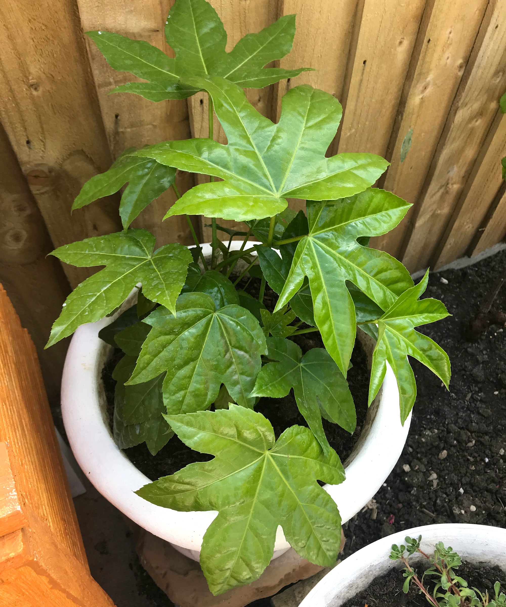 fatsia japonica plant in container on balcony