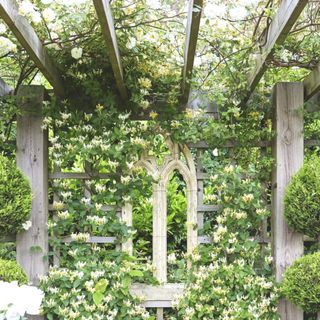 pergola with trellis and planting to create privacy