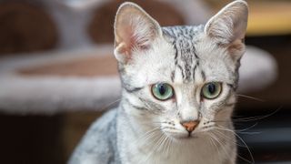 Egyptian Mau