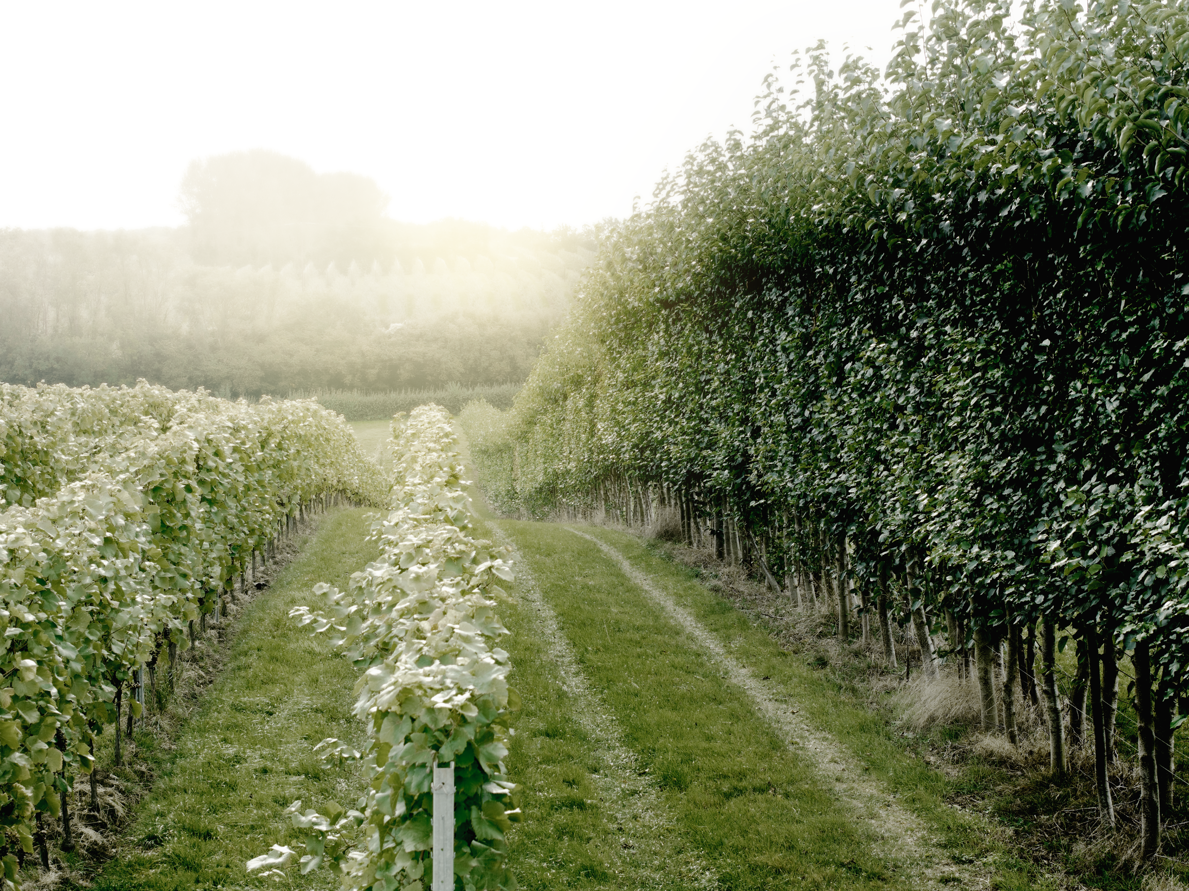 Domaine Evremond