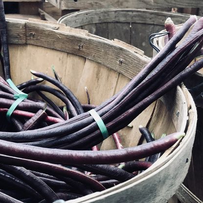 Chinese long purple beans