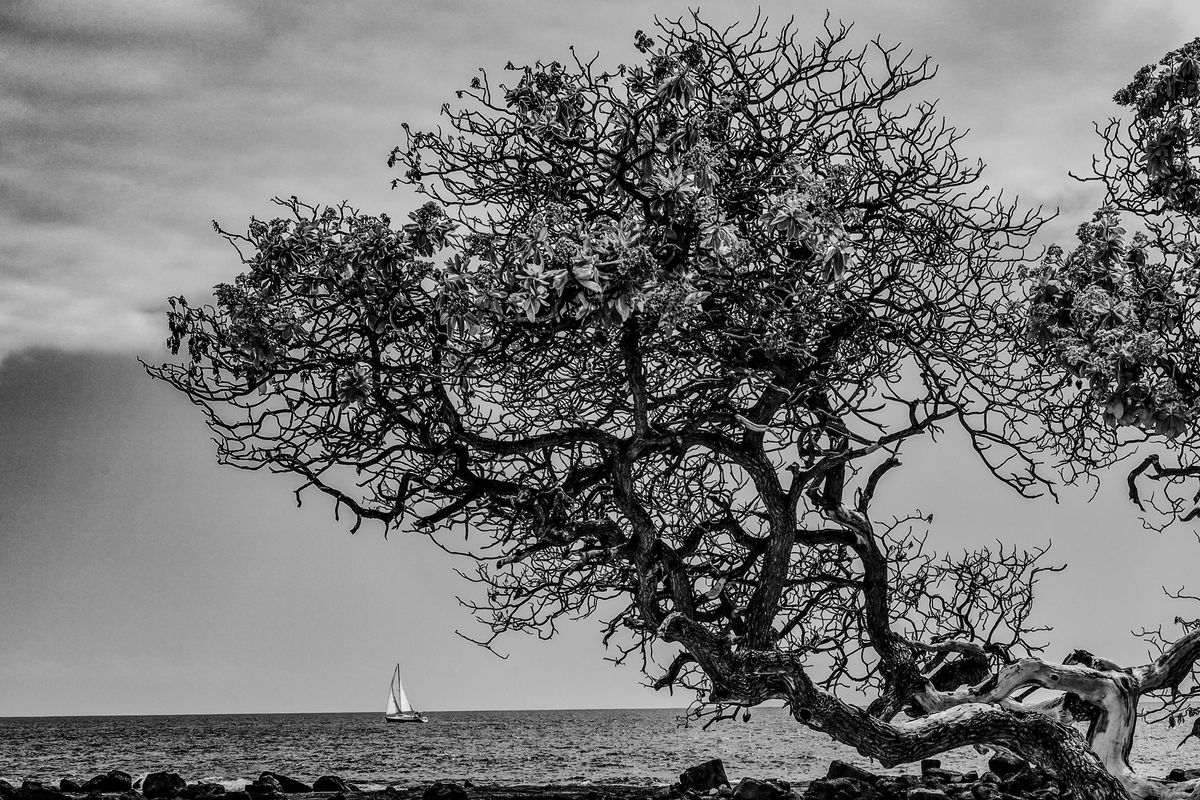 GuruShots - Powerful Black &amp; White Jan 26
