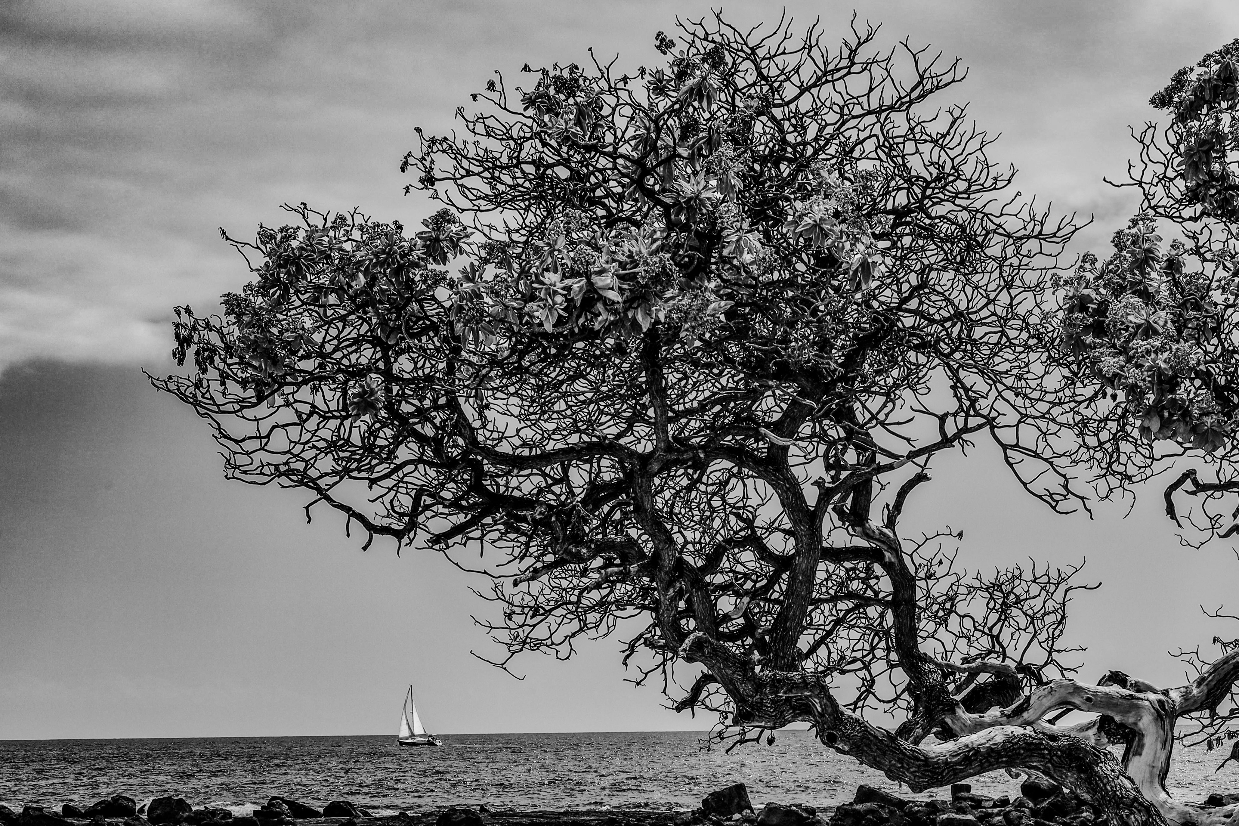 GuruShots - Powerful Black & White Jan 26