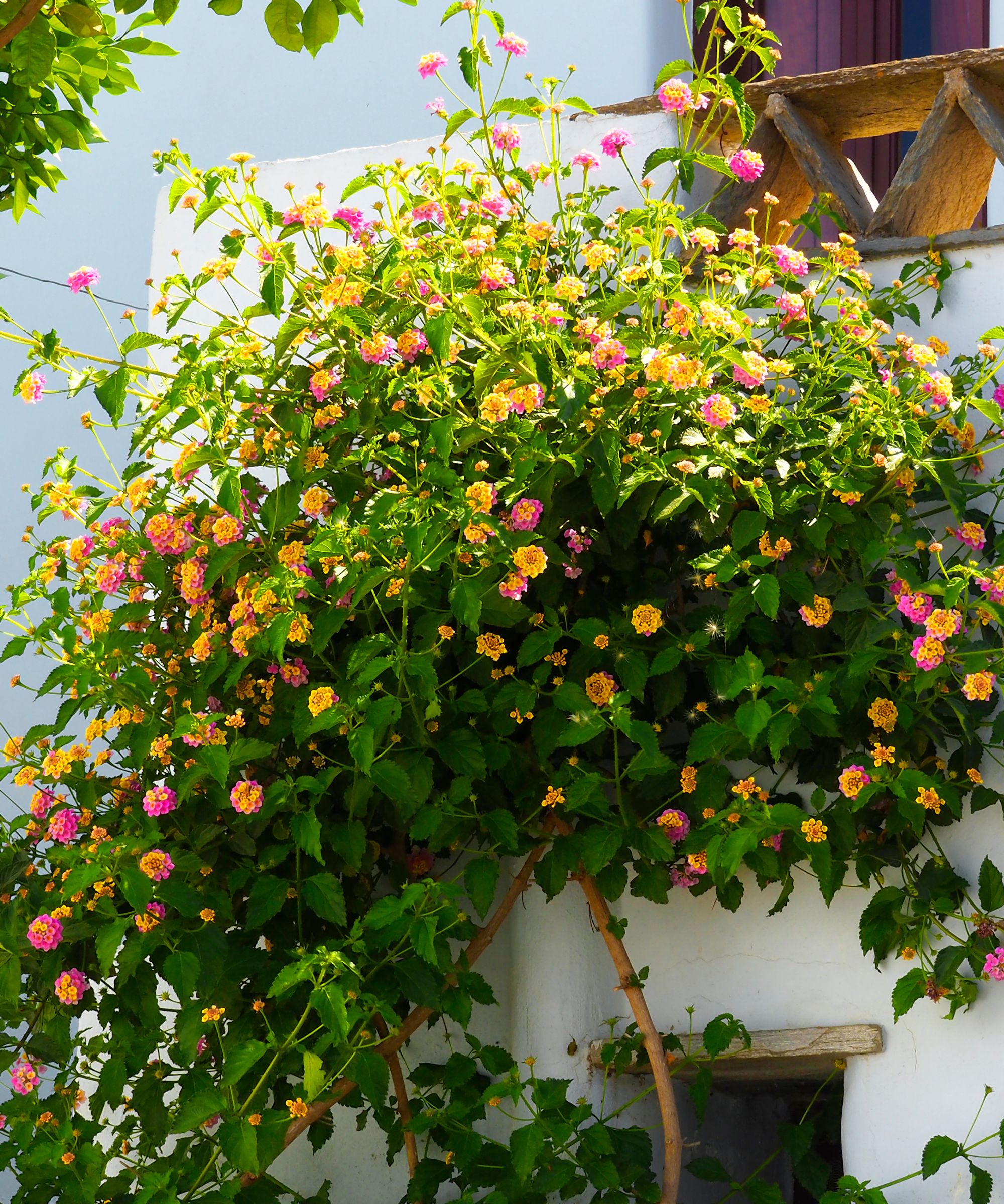 Pink and yellow trailing lantana
