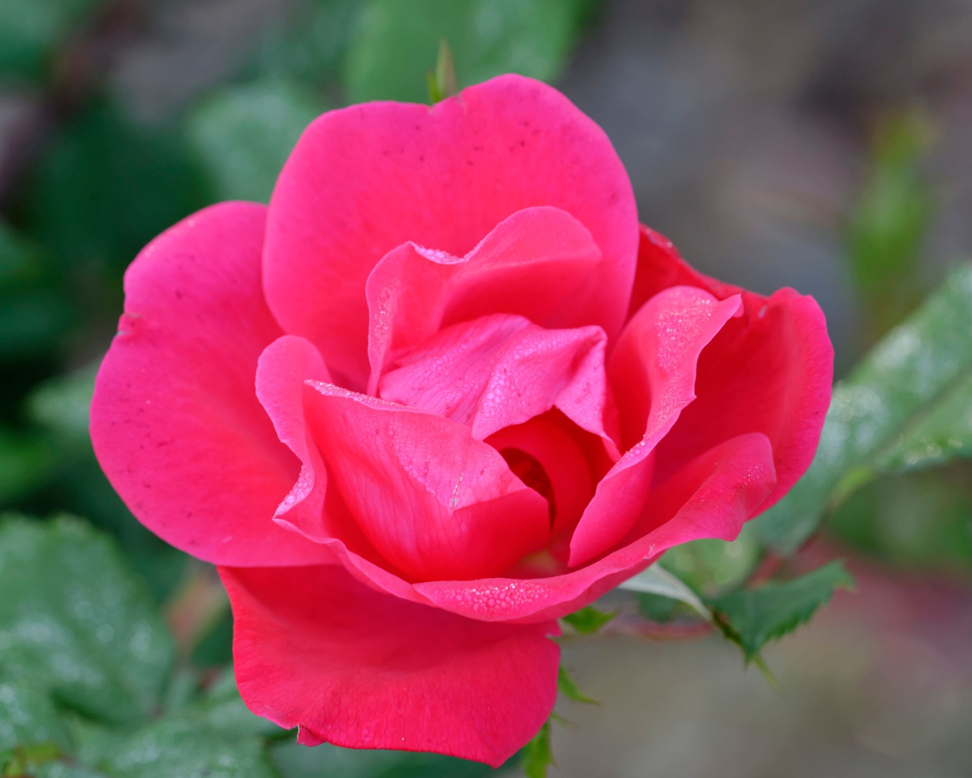Double Knock out rose