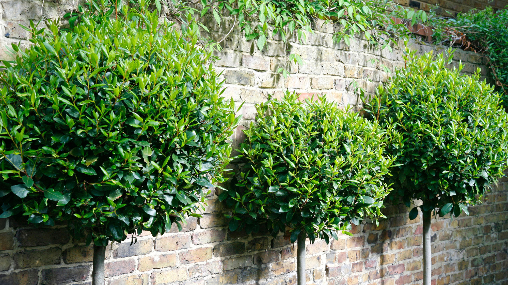 trio of bay trees in lollipop shape lined against brick wall