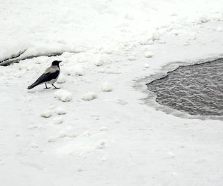 Gray crow at a pond in winter snow