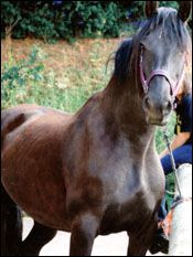 horse1.jpg