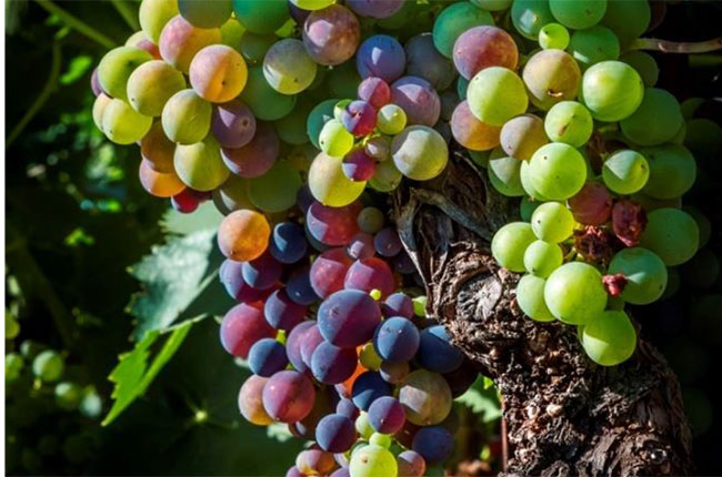 Napa Valley, California