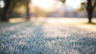 Winter lawn with frost on grass