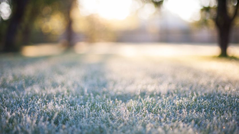 Winter lawn with frost on grass