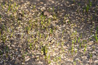 How long does grass seed take to grow?