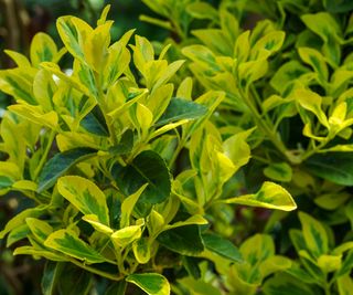 Euonymus japonicus Aureo-Marginata with variegated green-yellow leaves a good low maintenance hedge plant