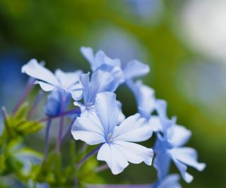 Blue plumbago with pale blue flowers