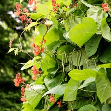 Runner bean plant