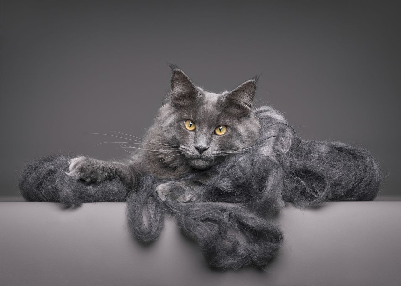 A fluffy gray cat with bright yellow eyes lounges on a gray surface, surrounded by tufts of its own fur, creating a calm and serene atmosphere