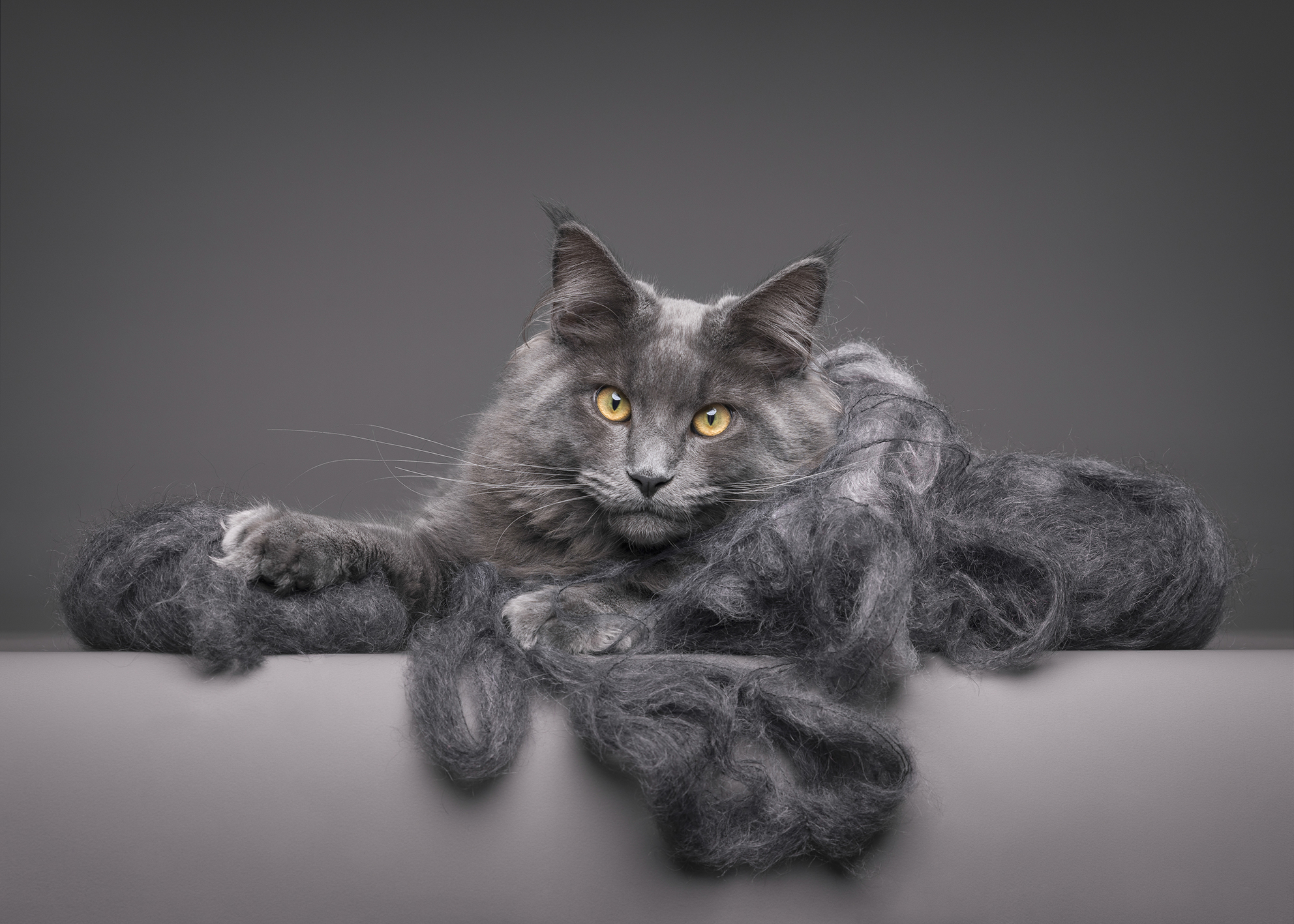 A fluffy gray cat with bright yellow eyes lounges on a gray surface, surrounded by tufts of its own fur, creating a calm and serene atmosphere