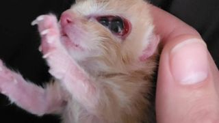 three eyed kitten on Reddit