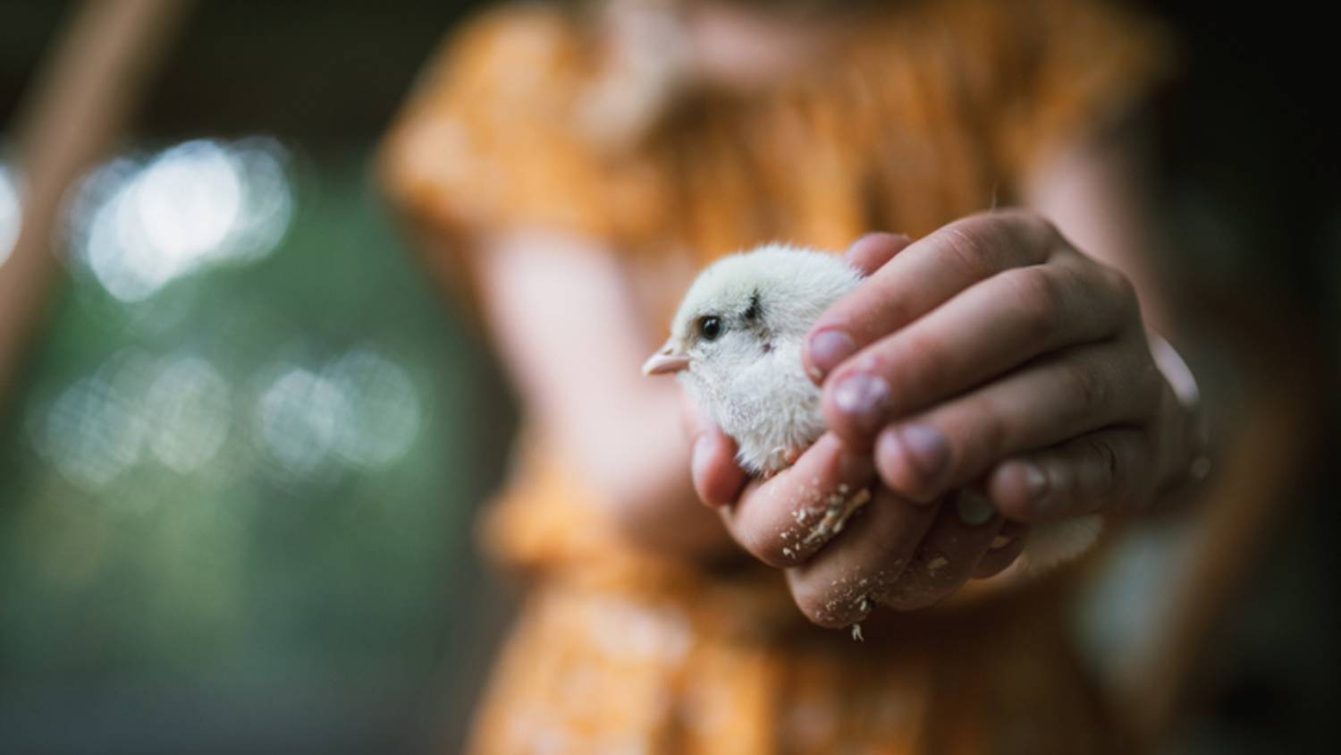 rescuing a baby bird