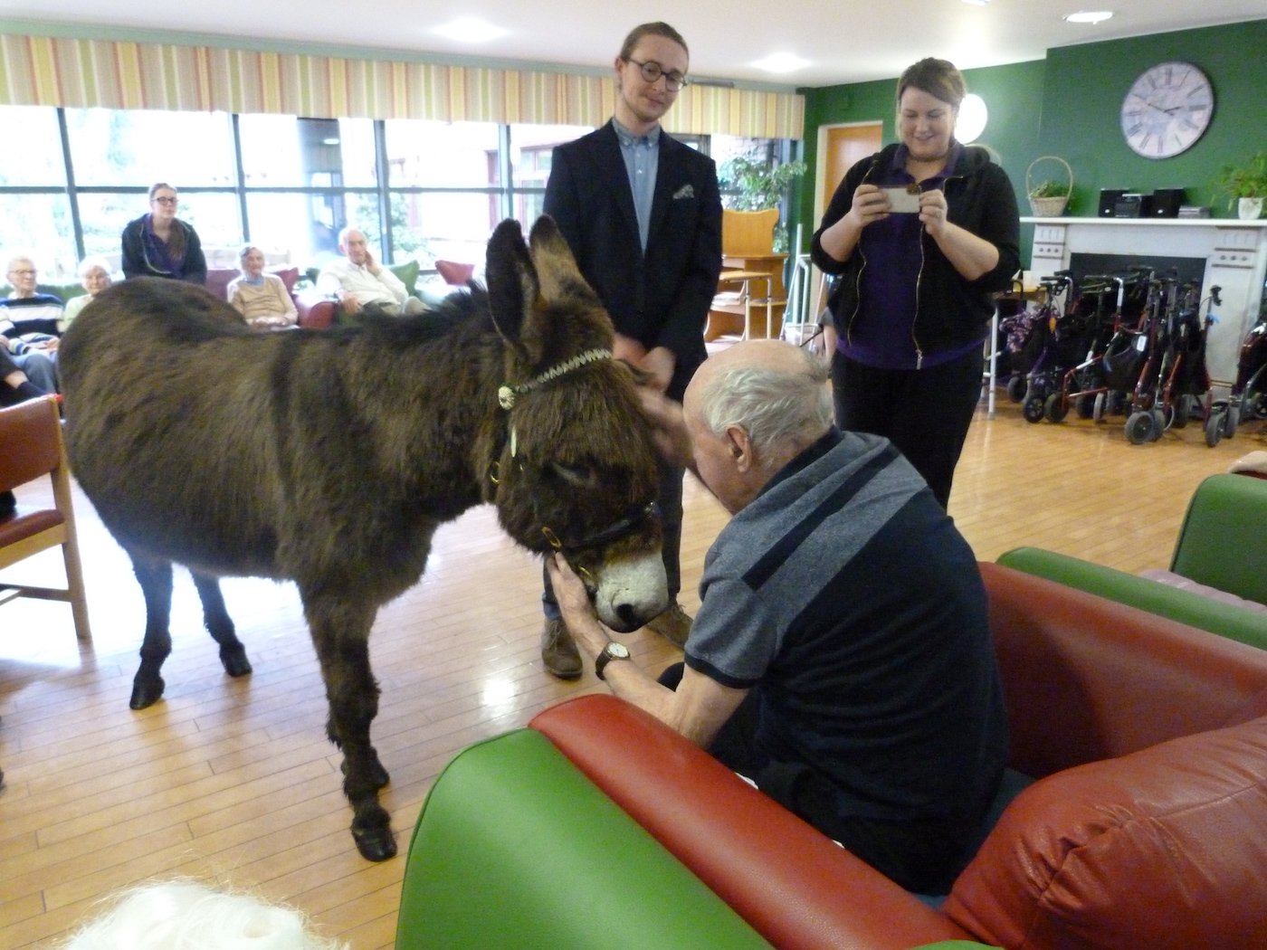 IrishDonkey2