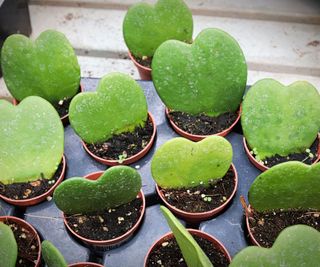 Green sweetheart hoyas in small pots