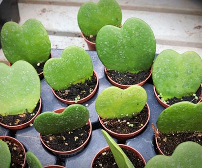 8 of the best tiny houseplants for small spaces and gift giving | Homes ...