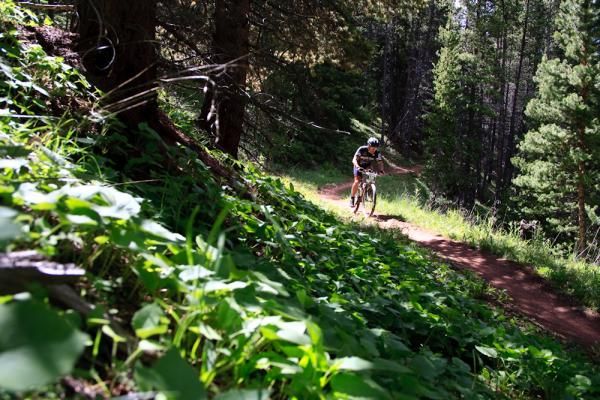 A rider enjoys some shady singletrack.