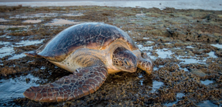 Studying green sea turtles in West Africa is one of the more unusual applications of The Things Network