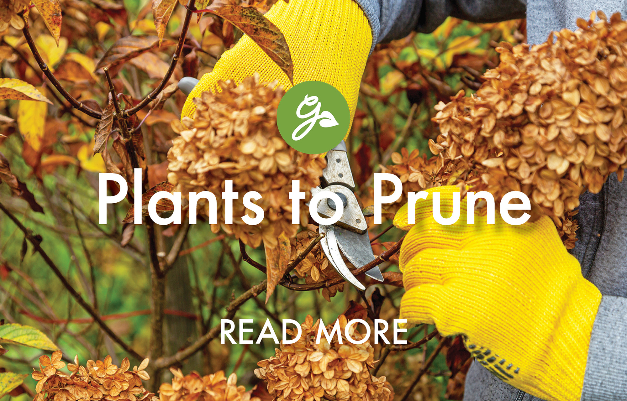 Read more about plants to prune in January. Image shows gardener pruning dead hydrangea flower heads