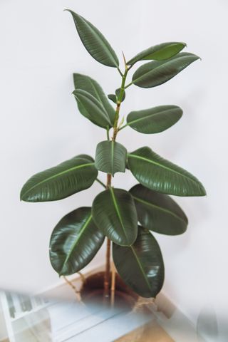 Rubber plant in simple pot