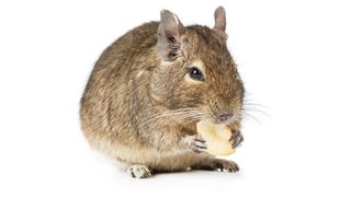 Small pets for kids - Degu